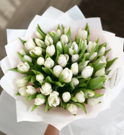 50 White Tulips