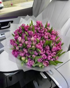 100 Purple Tulips